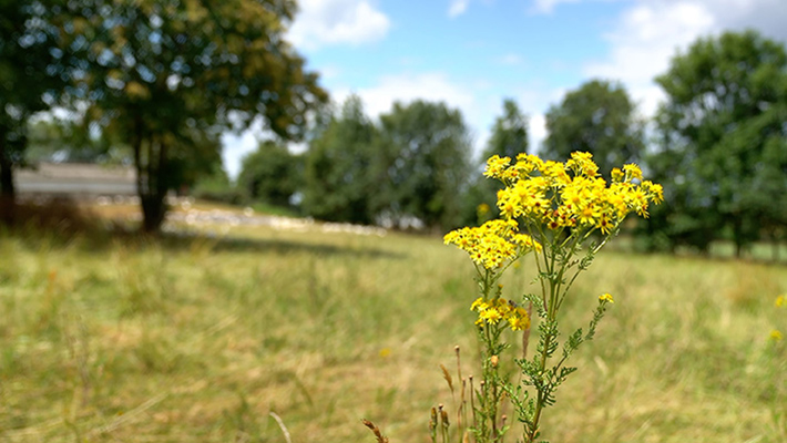 Image slider 5