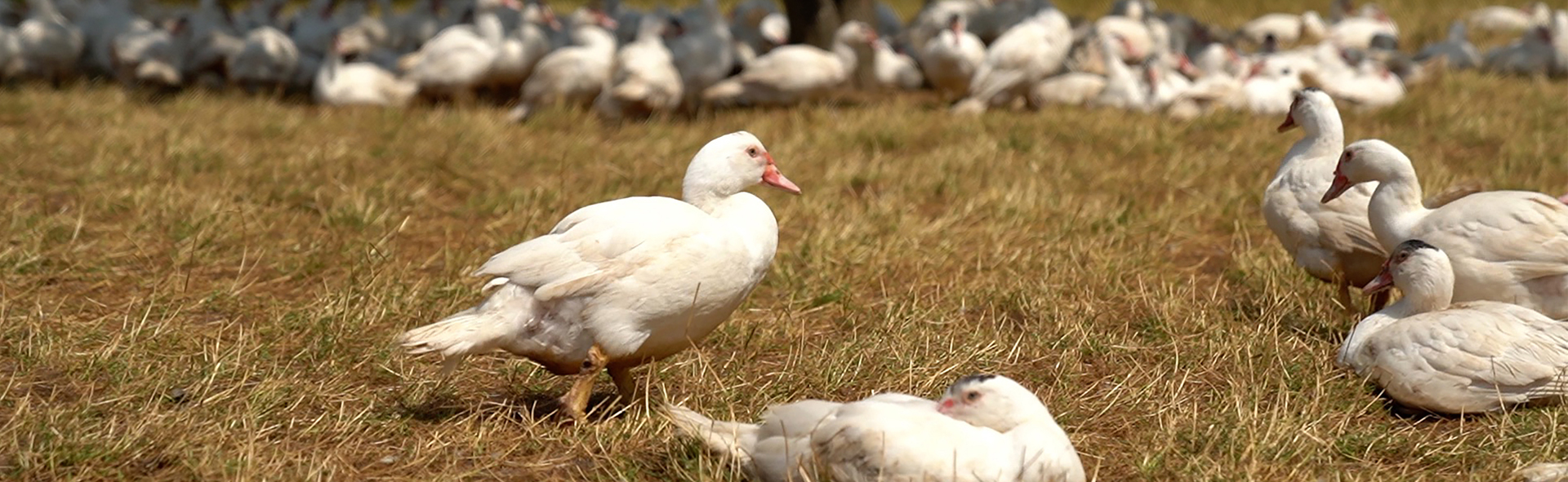 Whole piece of So Nature, So Good duck