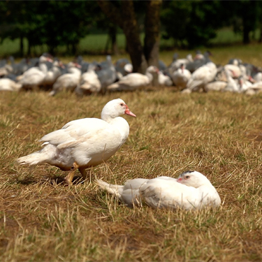 So Nature, So Good duck